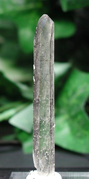 �V�����f���A�N�H�[�c 80mm (102)
