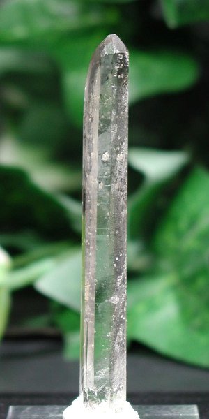 �V�����f���A�N�H�[�c 80mm (102)