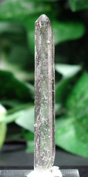�V�����f���A�N�H�[�c 80mm (102)