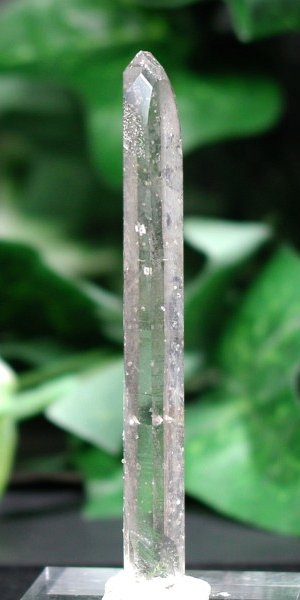 �V�����f���A�N�H�[�c 80mm (102)