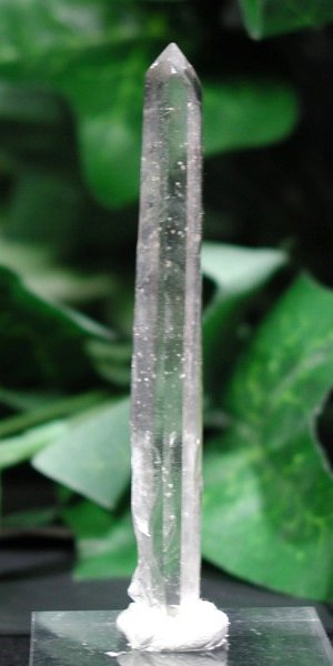 �V�����f���A�N�H�[�c 79mm (103)