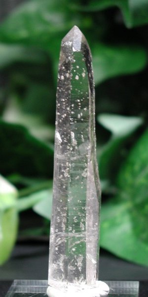 �V�����f���A�N�H�[�c 81mm (106)