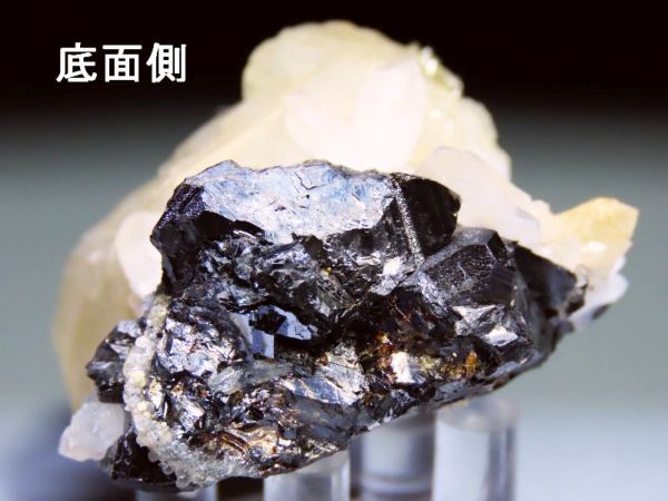�M�����z��̐��������ƃJ���T�C�g ���V�A/�v�����[���G/�_���l�S���X�N�Y 95g (537) �Z�[���i
