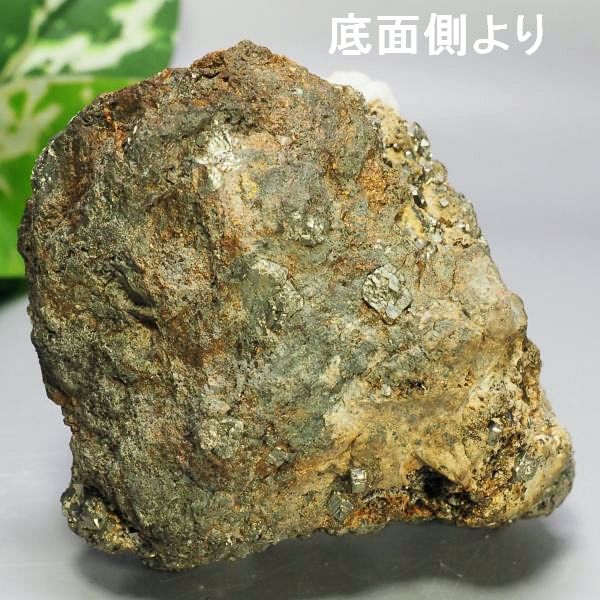 ���S�z/����� �ɓ����V�A/�_���l�S���X�N�Y (621) �Z�[���i