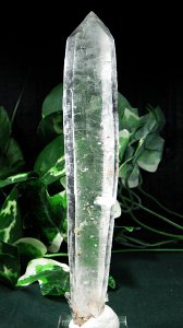 ���[�U�[�N�H�[�c����<br> ���� 177mm (144)